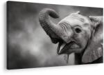 Dovido Tablou pui de elefant în alb-negru - 90x60