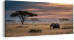 Dovido Tablou elefant pe savană la apus - 100x50