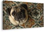 Dovido Tablou mops adorabil pe pavaj - 60x40