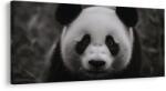 Dovido Tablou panda alb-negru zâmbitoare - 60x30