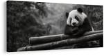 Dovido Tablou panda liniștită în natură - 120x60