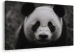Dovido Tablou panda drăgălașă în natură - 120x80