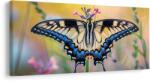 Dovido Tablou fluture colorat în natură - 80x40