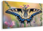 Dovido Tablou fluture pe floare de vară - 150x100