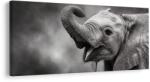 Dovido Tablou moment vesel cu elefant - 100x50