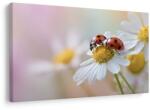 Dovido Tablou buburuze pe floare - 60x40