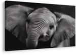 Dovido Tablou pui de elefant în detaliu - 60x40