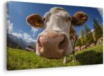Dovido Tablou vacă în peisaj montan - 40x30