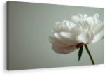 Dovido Tablou bujor alb delicat - 30x20