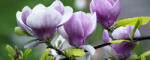 Consalnet Magnolia poszter, fotótapéta (250 x 104 cm) (C1-160VEP)