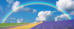 Consalnet Szivárvány poszter, fotótapéta (250 x 104 cm) (C1-018VEP)