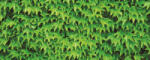 Consalnet Borostyán poszter, fotótapéta (250 x 104 cm) (C1-279VEP)