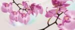 Consalnet Orchidea poszter, fotótapéta (250 x 104 cm) (C1-116VEP)