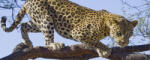 Consalnet Jaguár poszter, fotótapéta (250 x 104 cm) (C1-176VEP)