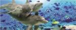 Consalnet Delfinek poszter, fotótapéta (250 x 104 cm) (C1-071VEP)