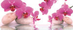 Consalnet Orchideák poszter, fotótapéta (250 x 104 cm) (C1-151VEP)