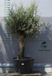  Olajfa Bonsai Hojiblanca B508- Olea Europaea