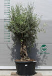  Olajfa Bonsai Hojiblanca B502- Olea Europaea