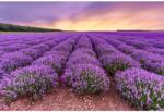 MÉDIA Öntapadó és mosható falfestmény Flori27, 300 x 200 cm (FOTOTAP7491)