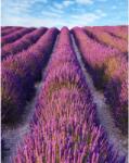 Media Lavender2 öntapadós és mosható fali tapéta, 150 x 205 cm (FOTOTAP5493)