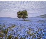 Blueback MAT Fotótapéta Fa kék virágos mezőben, 350 x 250 cm (BBIMG5728)