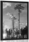 Dovido Poszter erdő fekete fehérben - 30x45 no frame - dovido - 3 415 Ft