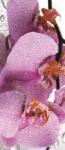Consalnet Orchidea poszter, fotótapéta (91 x 211 cm) (C1-184VET)