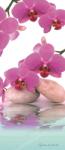 Consalnet Orchidea poszter, fotótapéta (91 x 211 cm) (C1-151VET)