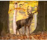 Media Falmatrica Animal32 Deer, 150 x 205 cm (FOTOTAP11222)
