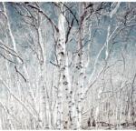 Blueback MAT tapéta, Nyírerdő, 250 x 200 cm (BBIMG1419)