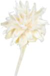  Star Home Decor tűpárna szárazvirág 20-35 cm krémszínű