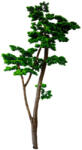  Műnövény Fenyő bonsai vékony 180 cm (C7a00018)