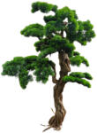 Műnövény Fenyő bonsai terebélyes 120 cm (C7a00019)