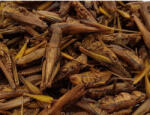 trópus Trópus Dried Grasshopper - kiegészítő eleség (szárított szöcske) rágcsálók, madarak, sünik és hüllők részére (40g) (561516)
