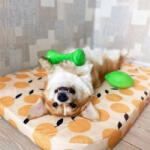PitchDog Safe And Durable Barbell-Shaped Dog Toy - játék (súlyzó, lime) kutyák részére (Ø7cm/19cm) (62395)