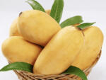  MANGO SHINDHRI IMPORT PAKISTAN cutie 4, 5kg brut/ 4kg net +/-100G (deshidratare) 8/9 BUC