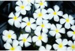 Media Matrica tapéta Flowers52, 350 x 200 cm (FOTOTAP12872)