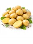  Burgonya Fiatal Friss 1kg Lengyel Riviera fajta