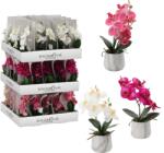 BackHomeLiving Műorchidea mix, 3 szín, 28 cm (HID2981)