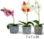 Midex cserepes orchidea virág (D37693)