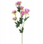 Goliat Mini Bazsarózsa Ág Lila 60cm (G-3AM/Ł)