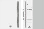 Ecada Dosar incopciat 1/2 ECADA 51103 - Set 50 (51103)