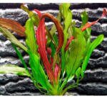 INVITAL Echinodorus red devil (Cserép Ø 5, 5 cm)