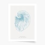 Empikfoto. ro Poster, Seashells blue, 50x70 - 83305