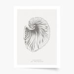 Empikfoto. ro Poster, Seashells, 30x40 - 83301