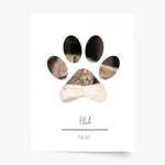 Empikfoto. ro Poster, Animalul tău de companie - pisică, 21x30 - 126498