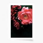 Empikfoto. ro Poster, Flori: Bujori 3, 50x70 - 82963