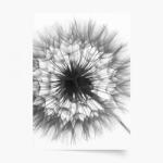 Empikfoto. ro Poster, Flori: Puful de păpădie 3, 60x80 - 82982