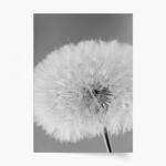 Empikfoto. ro Poster, Flori: Puful de păpădie 2, 50x70 - 82975