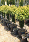 Plantstore Törpe Gömb Japánciprus Magastörzsű 1/2- Cryptomeria Globosa Nana